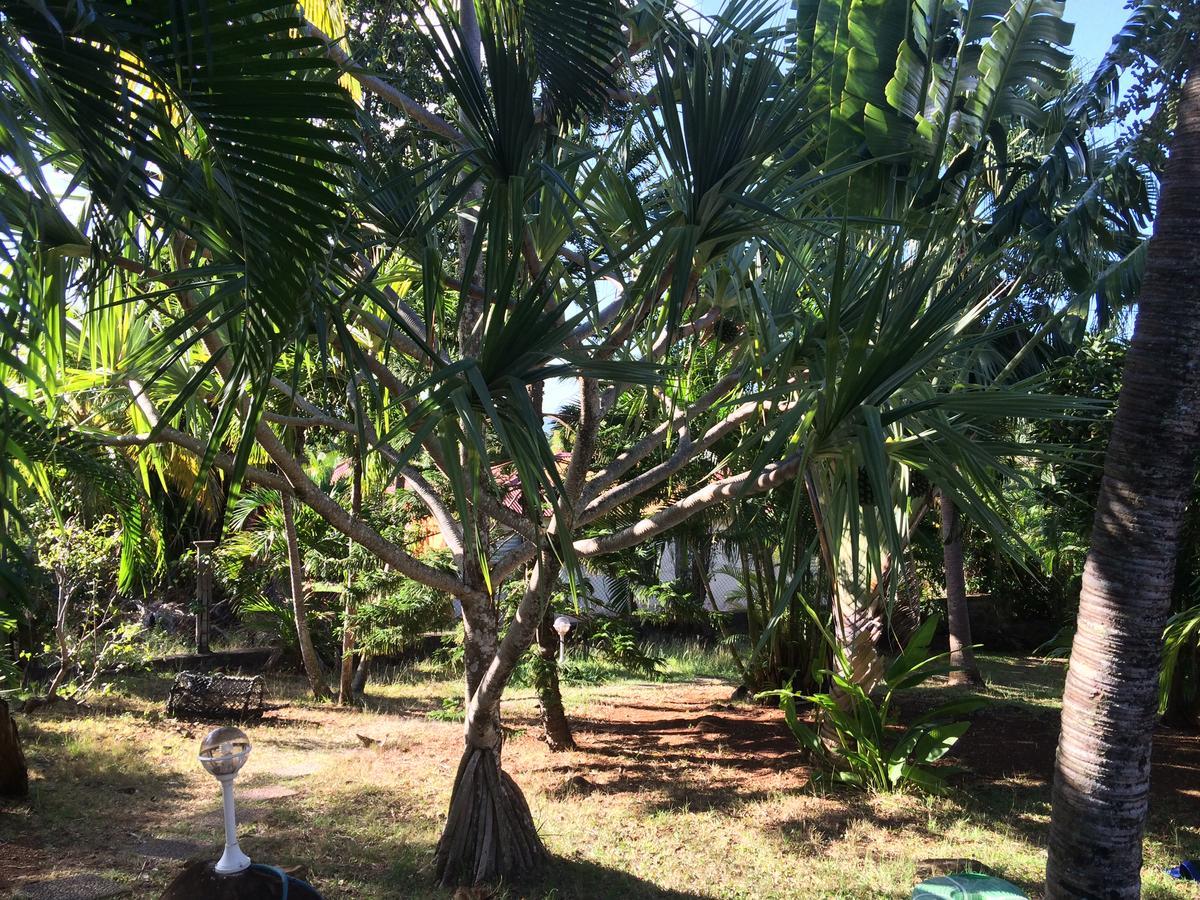 Villa Et Gites Le Safran - Le Triskell Deshaies Ngoại thất bức ảnh